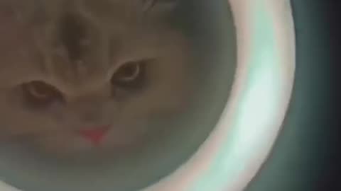 Cute and funny cat video.