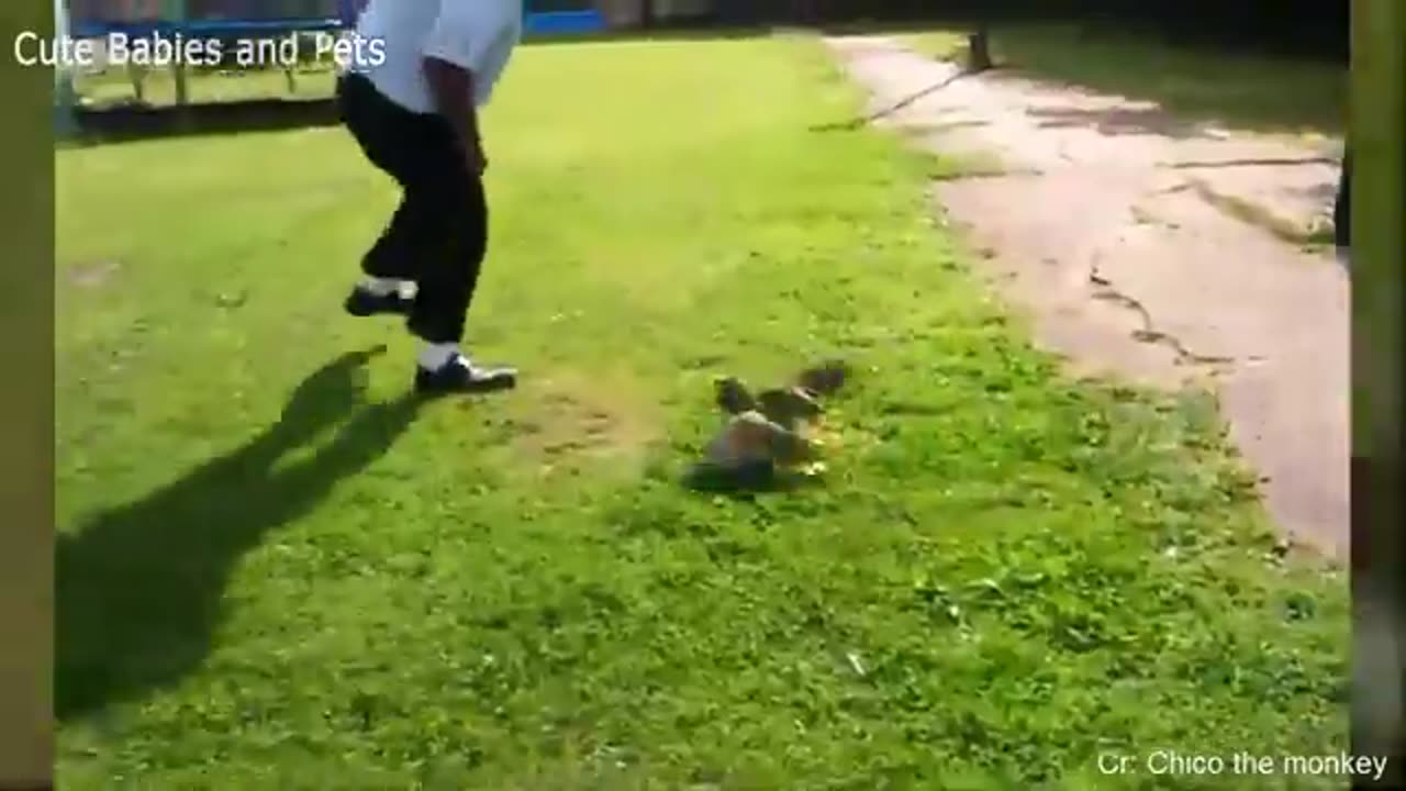 Funny Different Animals Chasing and Scaring People