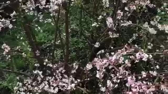My turtle in sakura