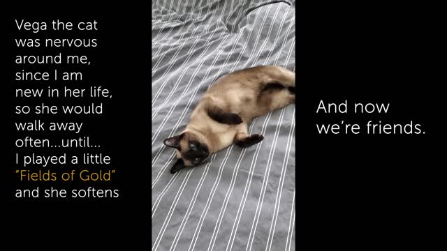 Nervous Cat Relaxes to "Fields of Gold" Eva Cassidy guitar style