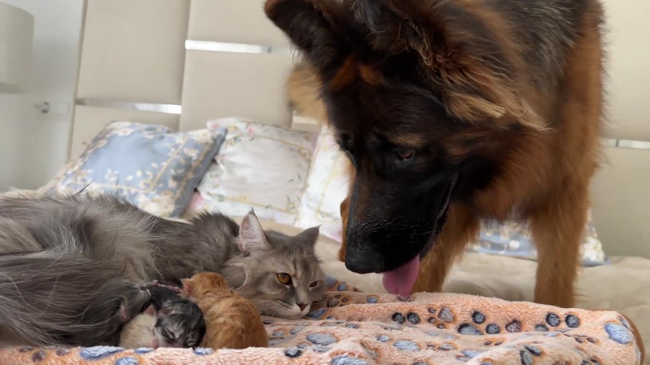 Gentle German Shepherd Meets Mom Cat with Newborn Kittens for the First Time