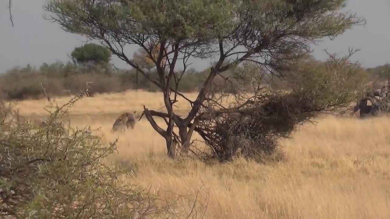 LIONS VS HYENAS - Clash of Enemies