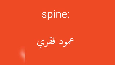 Spine معنى كلمة