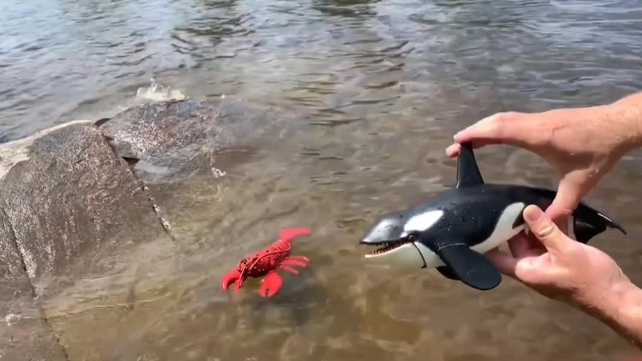 Playing with Sea Animal Toys