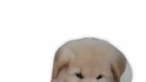 Cute Puppy Gif! 🐶