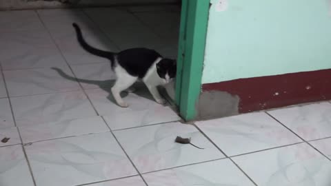 Cat Catching Mouse and Playing