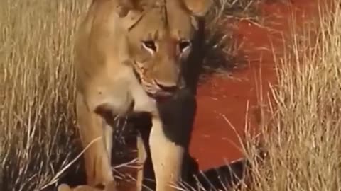 A Lion Kid Playing With His Mother Amazing Video