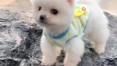 Cute dog