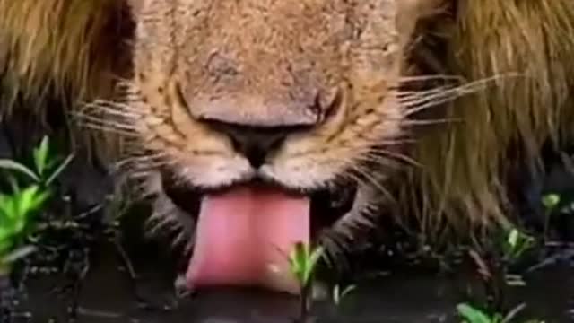 I'm back in Africa to see the lion world