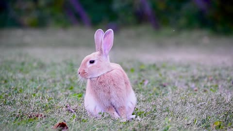 Video of a Rabbit on the Grass