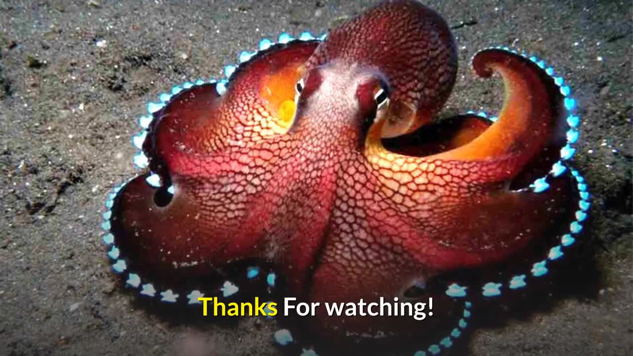 Description, traits, and information on the coconut octopus!