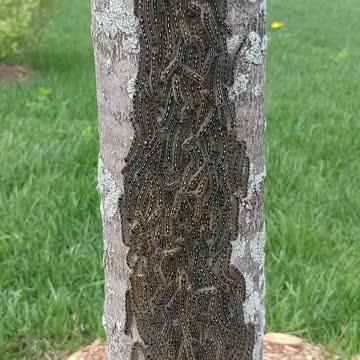 Massive caterpillar cluster on backyard tree