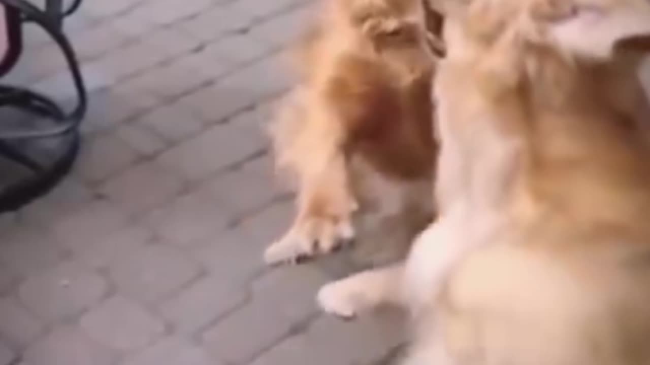 #Best Funny Animal Videos of The 2023 dog and cat Funniest Animals #shorts #viralshort