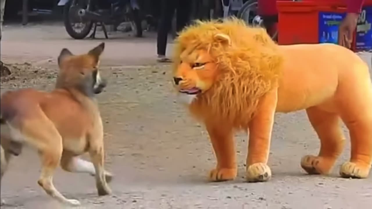 Prank dog funny video and lion