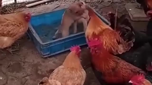 Dogfighting and Cock Betting
