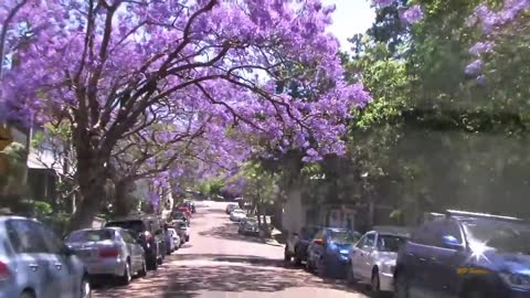 Jacaranda Season in Sydney Spring