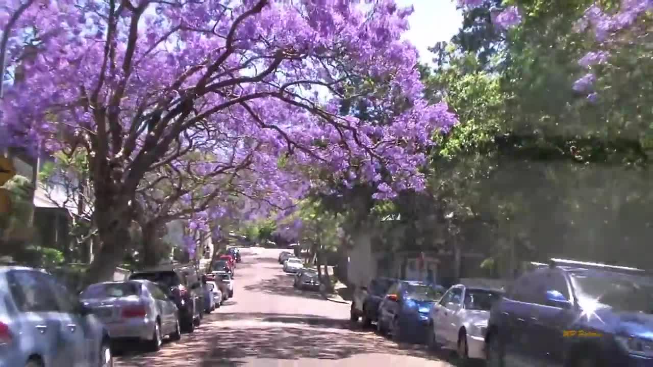 Jacaranda Season in Sydney Spring