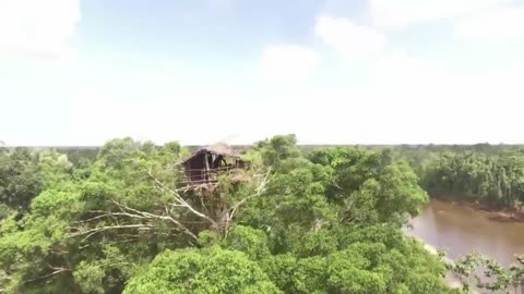 Tree House in the Interior of Papua - Unique House with a Height of 50 Meters