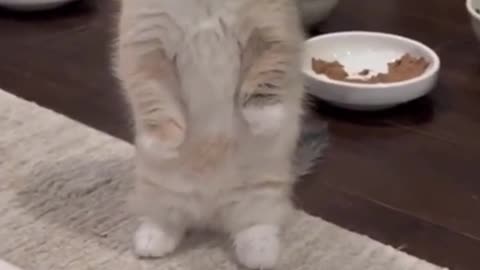 Cute Kitten Standing Up