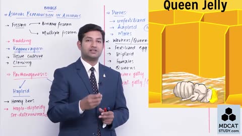 LEC#4 ASEXUAL REPRODUCTION IN ANIMALS