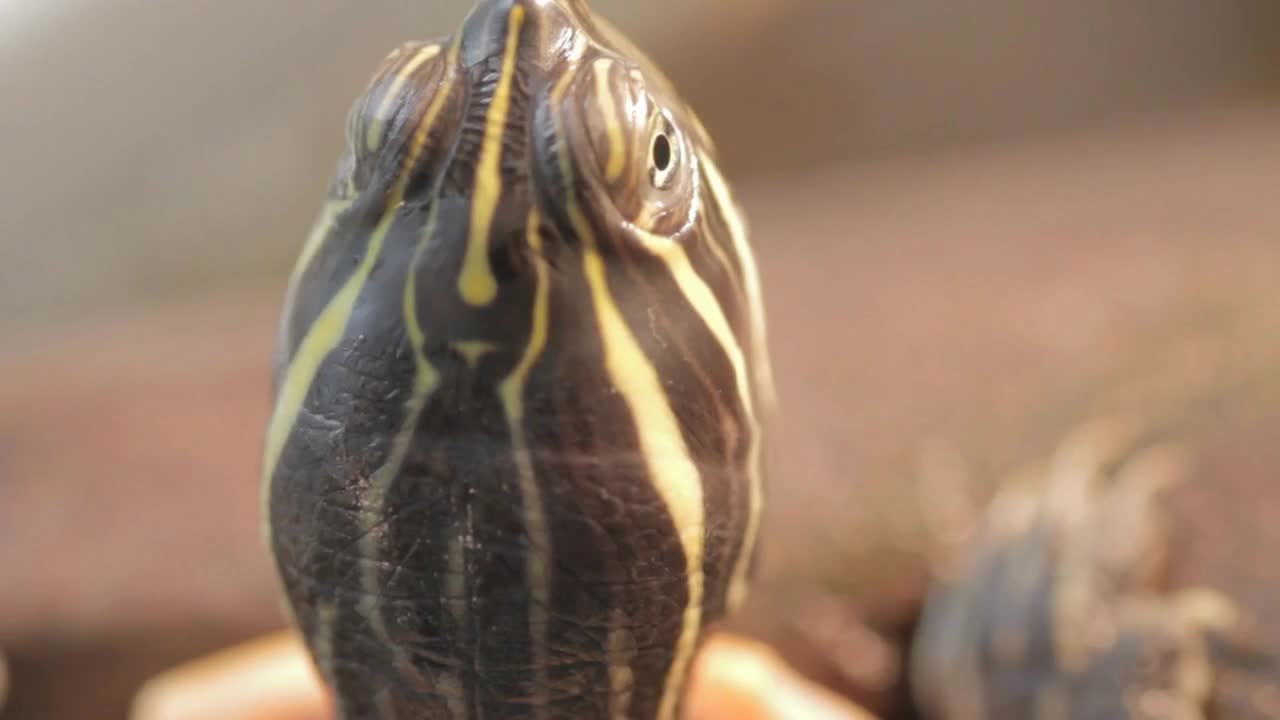 Macro shot of a small turtle's head from above