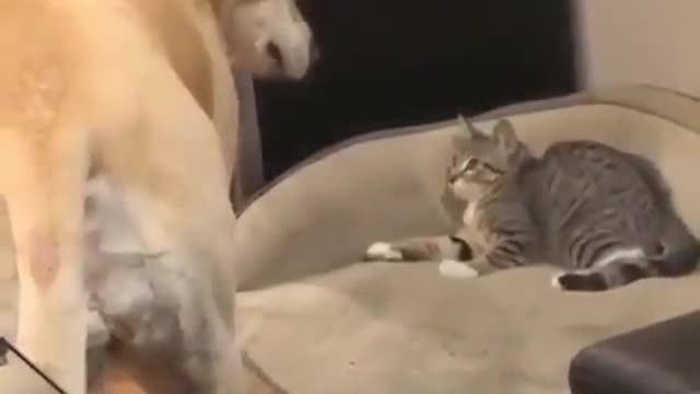 Dog Just Wants to Play With a Scaredy Cat!