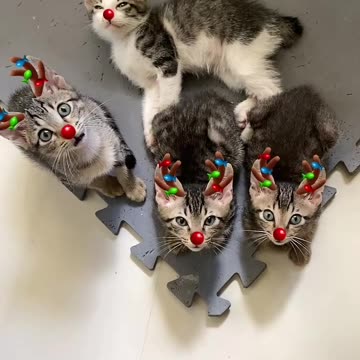 *Cute Alertness* Aren't They So Cute?? ❤️