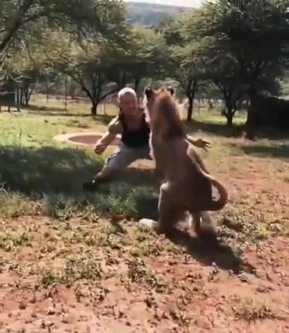 DEXTER THE LION GREETS THE MAN WHO RAISED HIM AT A WILDLIFE SANCTUARY
