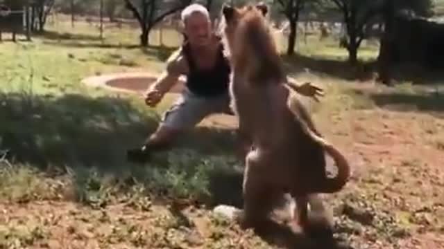 DEXTER THE LION GREETS THE MAN WHO RAISED HIM AT A WILDLIFE SANCTUARY