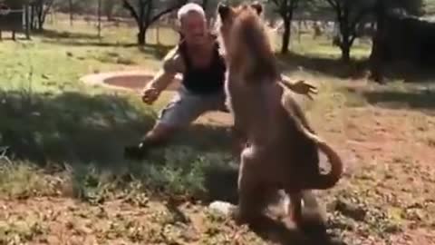 DEXTER THE LION GREETS THE MAN WHO RAISED HIM AT A WILDLIFE SANCTUARY