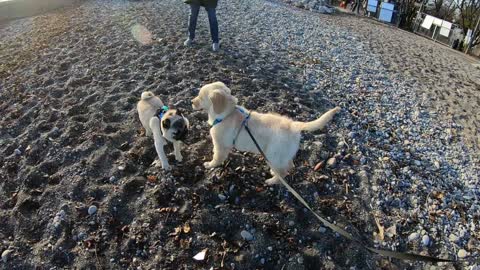 Loving The Dream - Queen Beach Toronto, ON Cody meets some new friends!