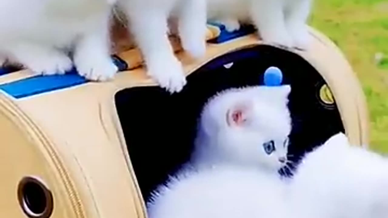 Cute cat