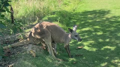 kangaroos