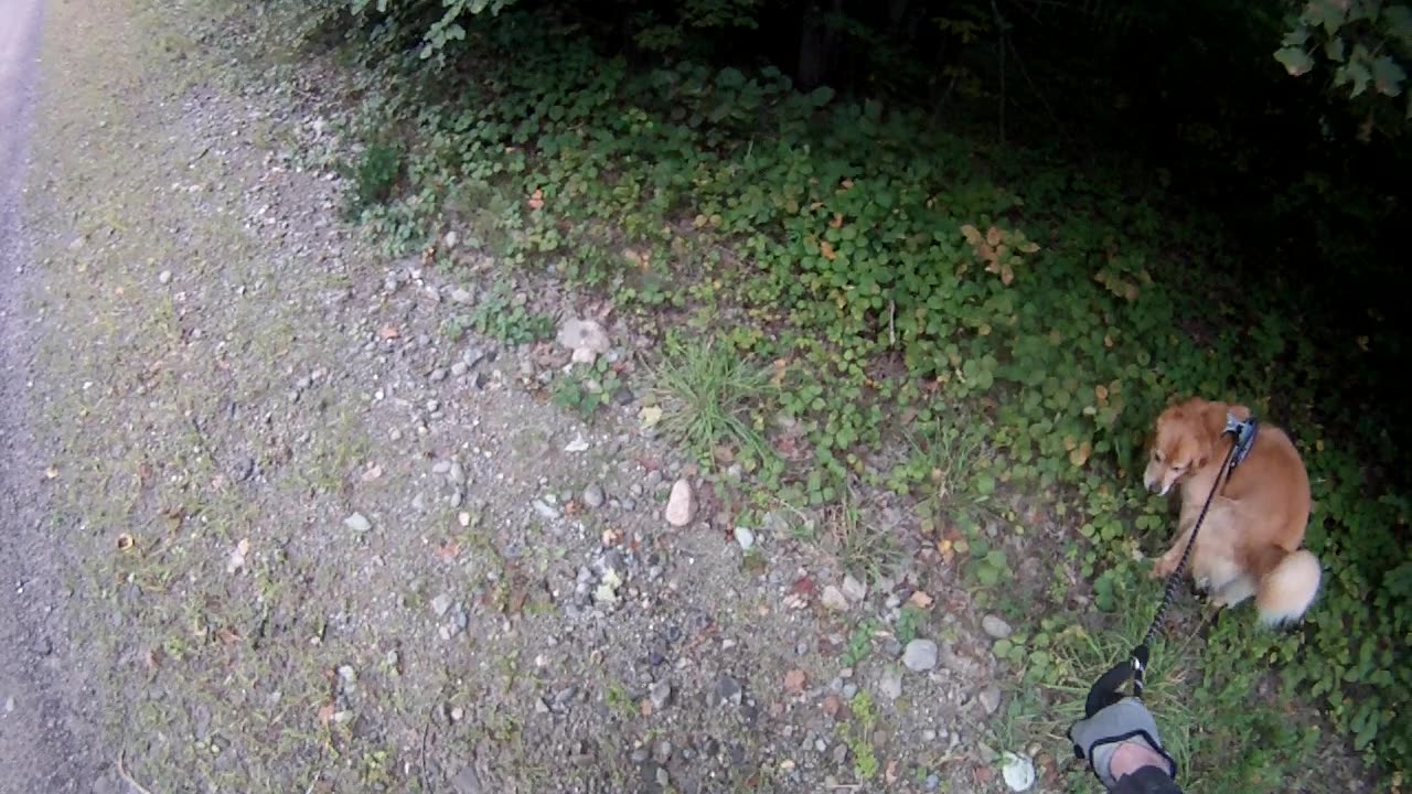 August 28th, 64º Raining but Flynn has his needs.