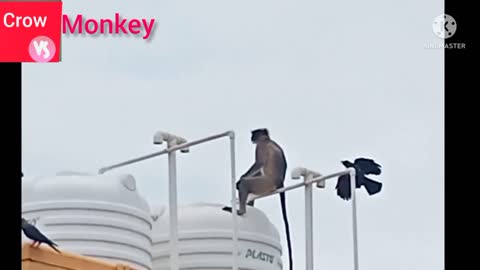 Viral Moment How Monkey Gets Angry When Crow Is Harassing Monkey!!!