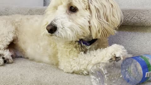 Dog Steals Water Bottle