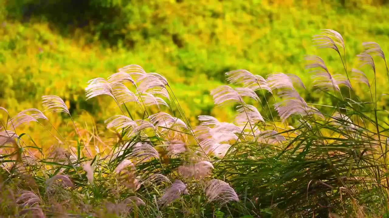 Beautiful nature - This meadow is so beautiful if we see it and very enchanting