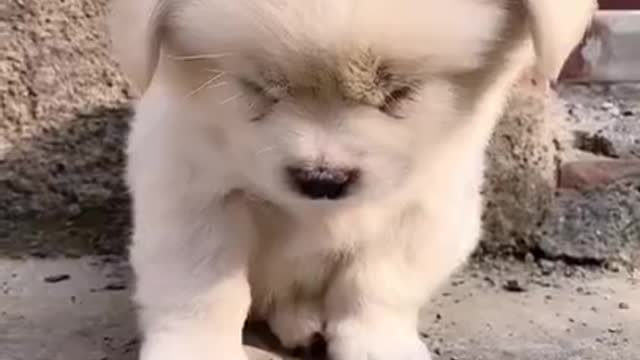 Cutest baby dog, Satisying 😹 Funny Animals videos #shorts