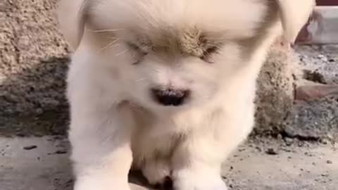 Cutest baby dog, Satisying 😹 Funny Animals videos #shorts