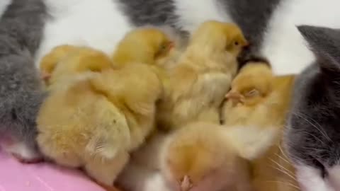 The kitten is taking care of the chicken.🐥