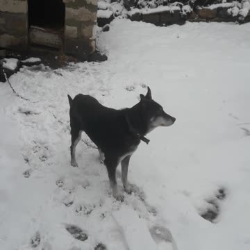 First snow and dog