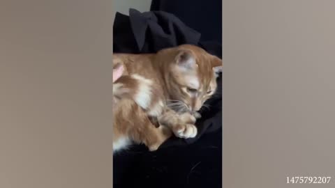 Cat Funny videos but try not to laugh to much series#3