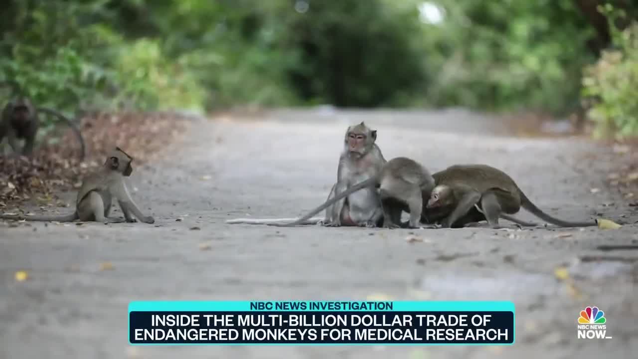 Inside Multi-Billion Dollar Trade Of Endangered Monkeys For Medical Research