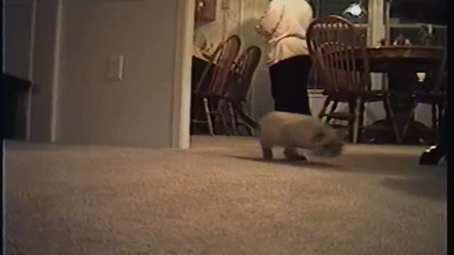 Dad plays with cat.
