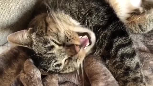 This Cat Wasn't In A Very Good Mood Waking Up From His Nap