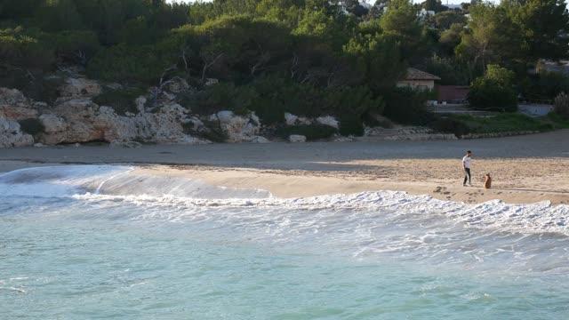 beautiful beach and cute cats