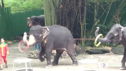 Elephant Show in Bangkok Ep-2