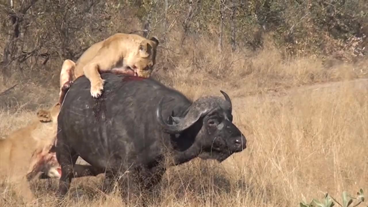 Lion 🦁 hunted a buffalo 🦬