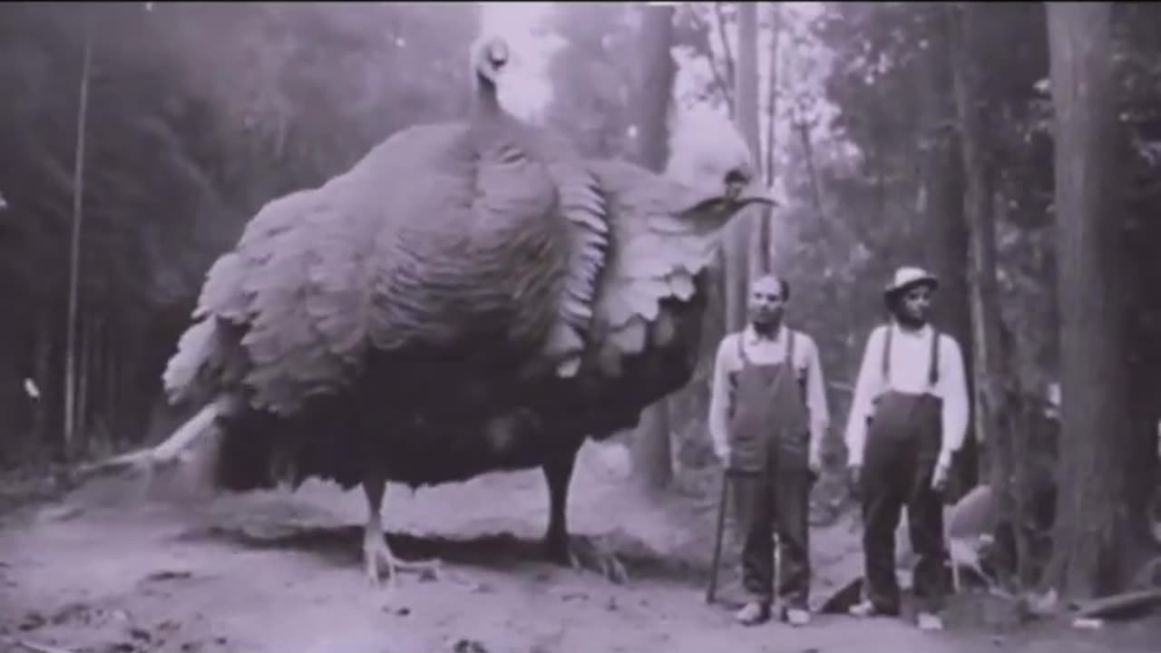 GIANT 2 HEADED TURKEY