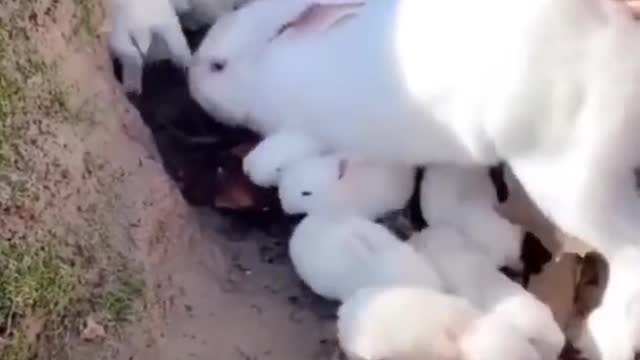 Beautiful ๐ rabbit๐